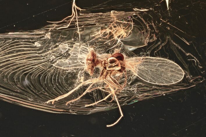 Detailed Fossil Moth Fly (Psychodidae) In Baltic Amber #357864